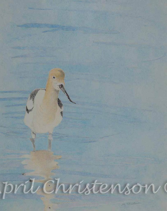 Avocet in colored pencil by April Christenson